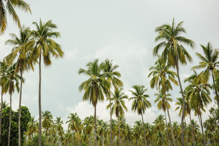 Palmeras en Cihuatlán